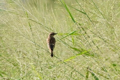 Saxicola stejnegeri