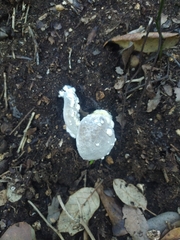 Fungi