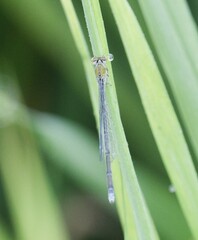 Pseudagrion rubriceps