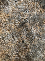 Sarcopoterium spinosum