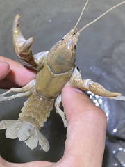 Cambarus