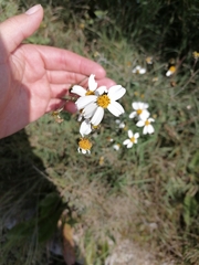 Bidens odorata