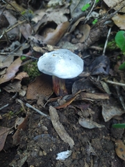 Fungi