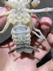 Cambarus