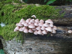 Fungi