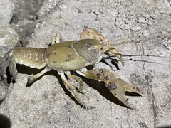 Cambarus