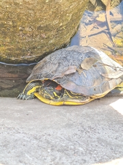 Trachemys