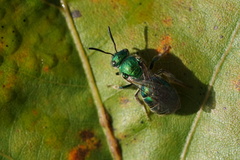 Augochloropsis viridula