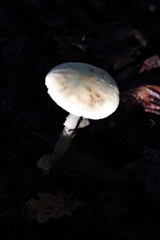 Amanita citrina