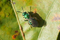 Augochloropsis viridula