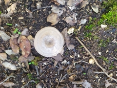 Fungi