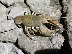 Cambarus