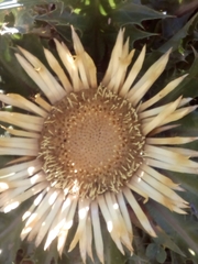 Carlina acanthifolia