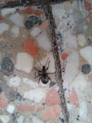 Otiorhynchus