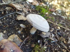 Fungi