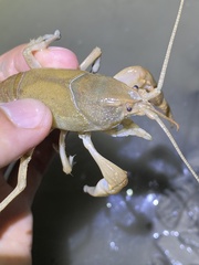 Cambarus