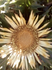 Carlina acanthifolia