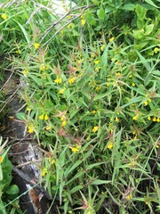 Melampyrum sylvaticum