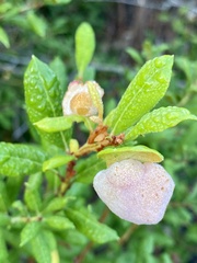 Exobasidium ferrugineae