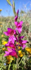 Gladiolus communis