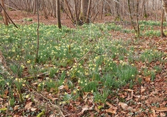 Narcissus pseudonarcissus