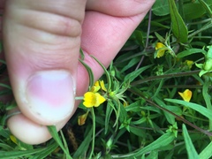 Melampyrum sylvaticum