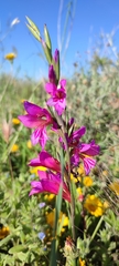 Gladiolus communis