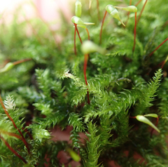 Rhynchostegium confertum