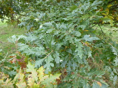 Quercus cerris