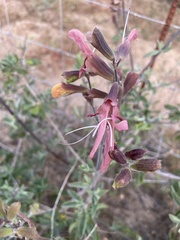 Salvia lanceolata