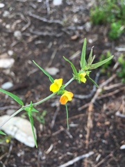 Melampyrum sylvaticum