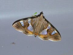 Glyphodes bitriangulalis