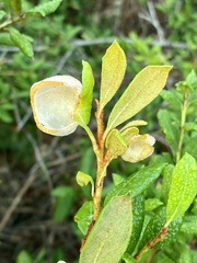 Exobasidium ferrugineae