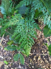 Asplenium adiantum-nigrum