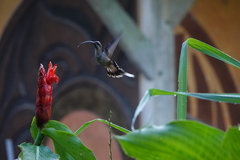 Phaethornis longirostris