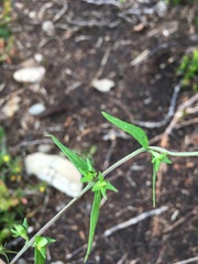 Melampyrum sylvaticum