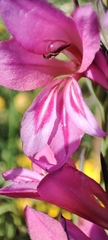 Gladiolus communis