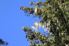 Coccothraustes vespertinus