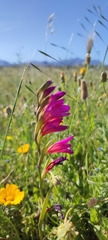 Gladiolus communis