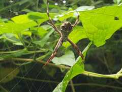 Argiope
