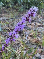 Liatris laevigata