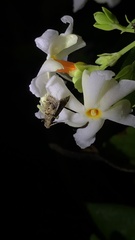 Nyctanthes arbor-tristis