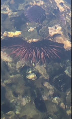 Mesocentrotus franciscanus