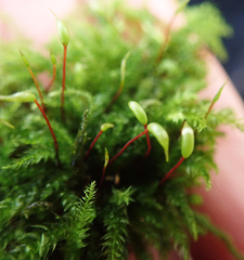 Rhynchostegium confertum