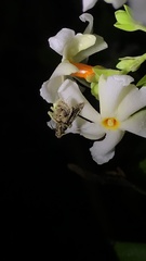 Nyctanthes arbor-tristis