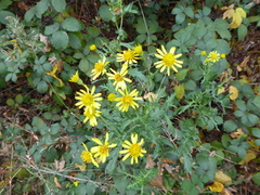 Jacobaea