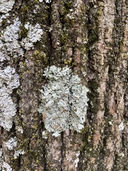 Heterodermia hypoleuca