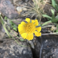 Helenium bigelovii