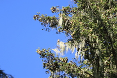 Coccothraustes vespertinus