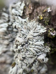 Heterodermia hypoleuca